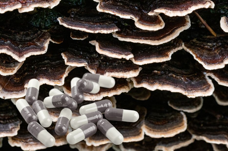 Grzyb terapeutyczny Wrośniak, corolius - od czego zacząć?